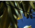 🔥LAST DAY 49% OFF - Outdoor Hanging Solar Bee Light
